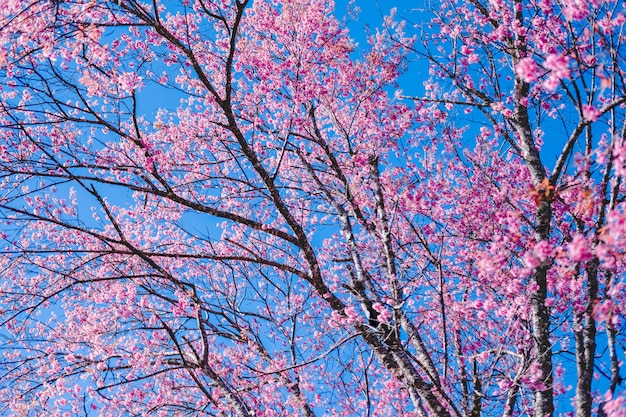 Sakura Thailand Cherry Blossom en primavera Beautiful Day Pink Flowers