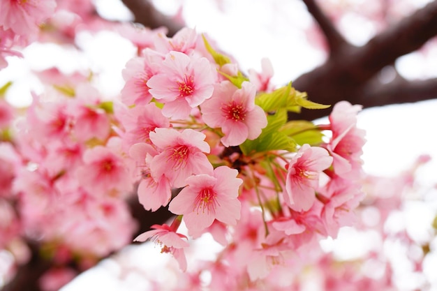 Sakura tree Linda flor de cerejeira no Japão