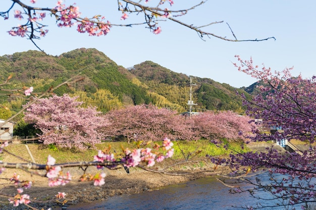 Sakura und Fluss in Karazu