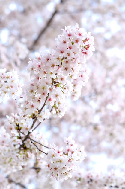 Sakura