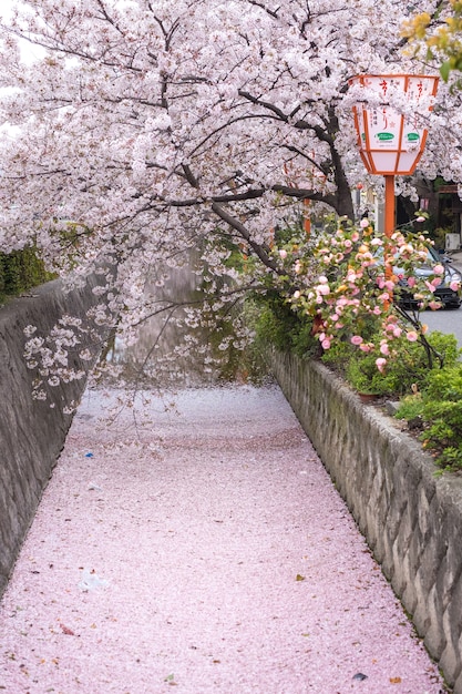 Sakura