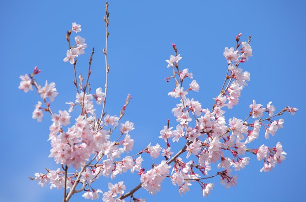 sakura