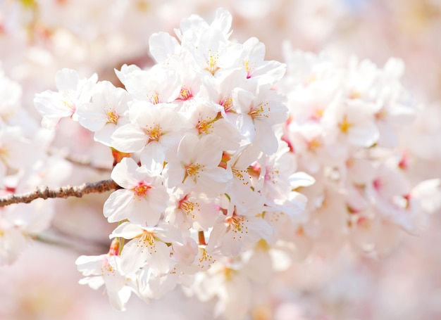 sakura