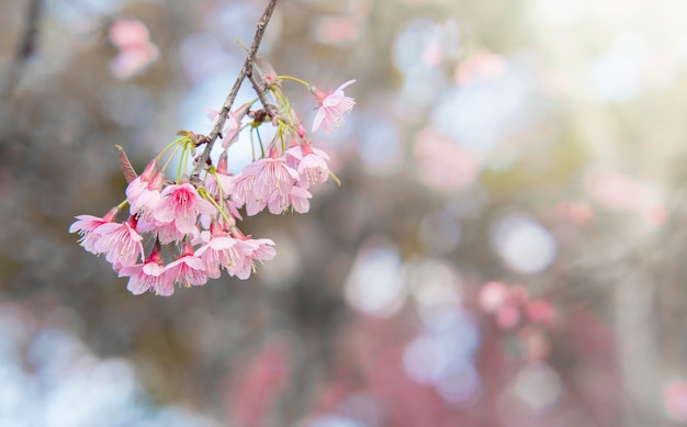 Sakuras flores de primavera a la luz del sol flor de cerezo rosa
