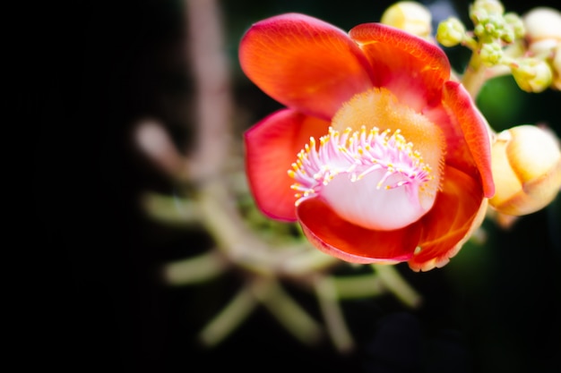 Sal Blumen, Cannonball Tree Blume, Sal von Indien, Couroupita