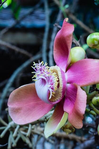 Sal, Shal, Sakhuwan, Árvore do Sal, Sal da Índia, Close-up de uma bela flor de bala de canhão ou flor de Sal