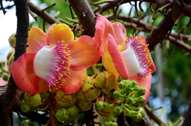 Sala flora o flor de Shorea robusta en Cannonball Tree y el árbol de sal es venerado por muchas personas budistas de todo el mundo