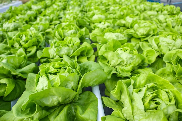 Salada de alface com folhas verdes orgânicas frescas em sistema de cultivo de hortaliças hidropônicas