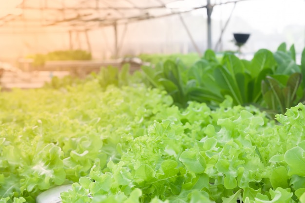 Salada de legumes em viveiro de plantas, alimentos saudáveis