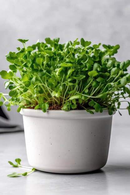 Salada de rúcula crescendo em pote branco sobre fundo branco IA generativa