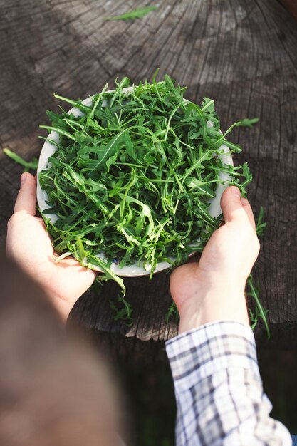 Salada de rúcula nas mãos do agricultor