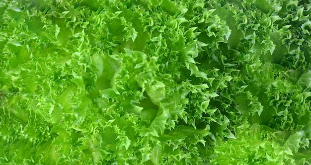 Salada deixa Frilly Iceberg na fazenda orgânica Jovem salada de alface verde brilhante textura crescente