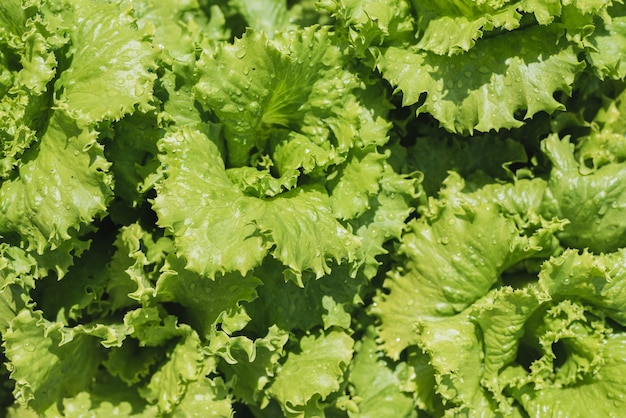 Salada fresca cresce em uma horta em uma vila no verão