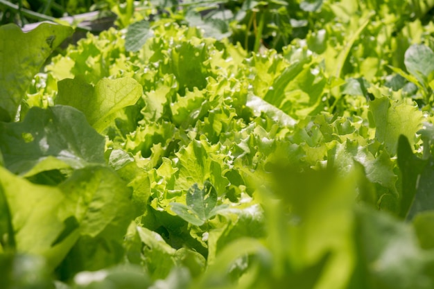 Foto salada fresca de folhas