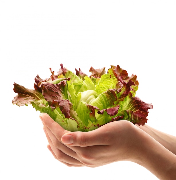 Salada fresca nas mãos