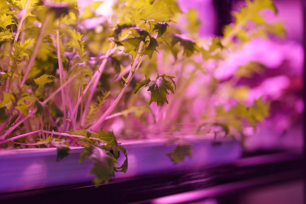 Salada Mizuna cultivada sob lâmpadas UV e luz LED de espectro total em sistema de hidroponia em estufa