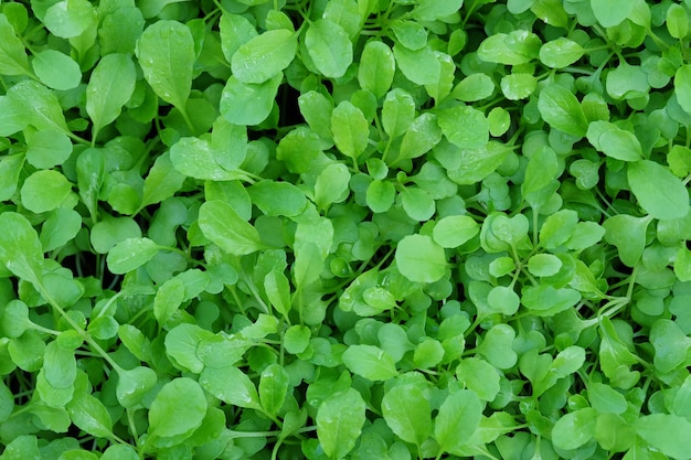 salada verde da plântula.