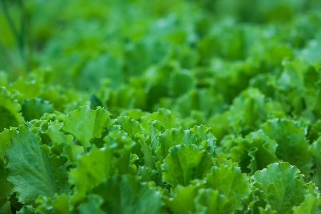 Salada verde folhas de fundo