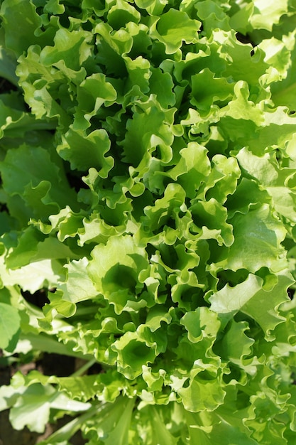 Salada verde. Folhas esculpidas. Macro.