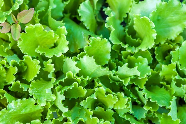 Salada verde fresca alface folhas close-up, vista de cima