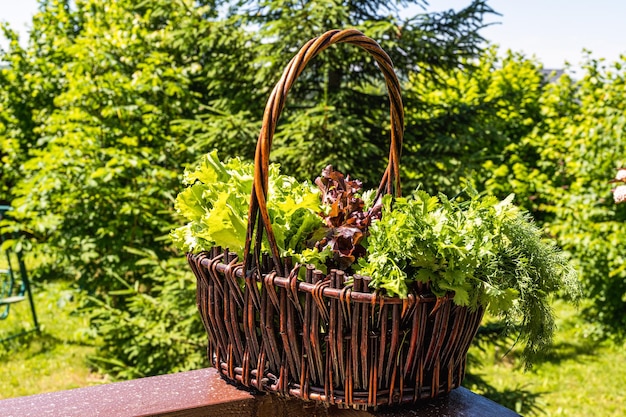 Salada verde fresca em uma cesta no jardim de verão no país