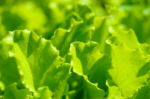 Foto salada verde num jardim