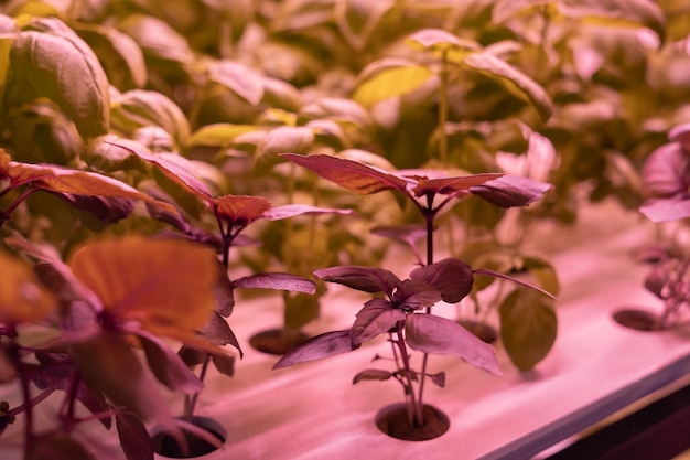 Salada verde vegetal e manjericão crescendo em sistema hidropônico Planta cultivada em sistema hidropônico