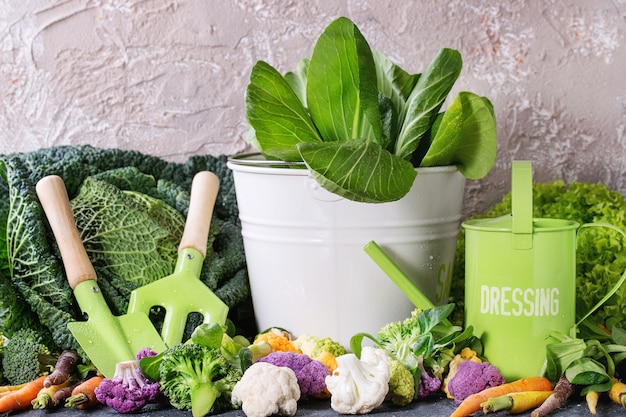 Saladas verdes, repolho, vegetais coloridos
