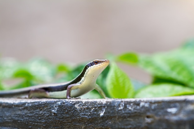 Foto salamander steht hoch