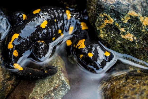 Salamandra en el agua