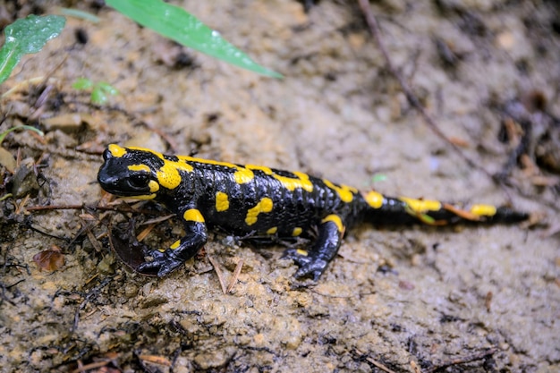 Foto salamandra de fogo na floresta