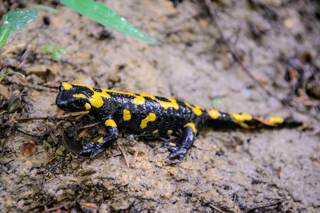 Salamandra de fogo na floresta