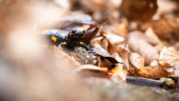 Salamandra escondida en el follaje naranja seco en la naturaleza otoñal.