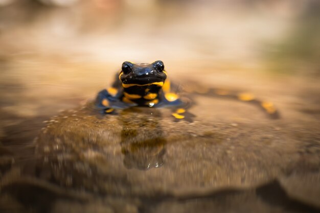 Foto salamandra de fuego asomándose desde el agua y mirando con grandes ojos oscuros desde la vista frontal