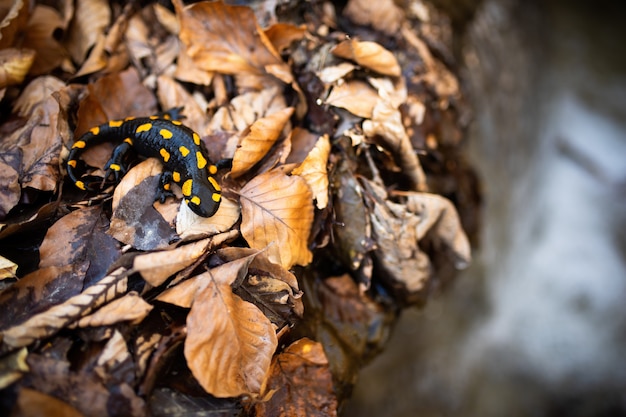 Salamandra de fuego en el bosque cerca de la cascada