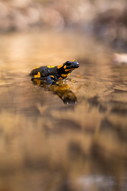 Salamandra de fuego lento descansando en el agua con la orilla del río borrosa en el fondo