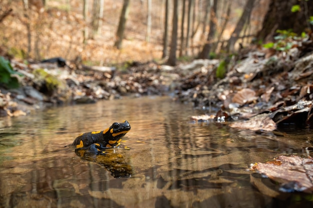 Salamandra de fuego que se coloca en roca en el agua de la corriente en bosque de la primavera.