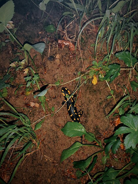 Foto salamandra de fuego