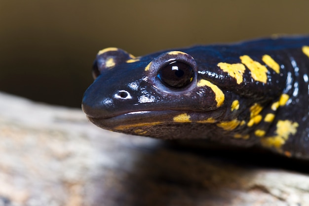 Foto salamandra de fuego