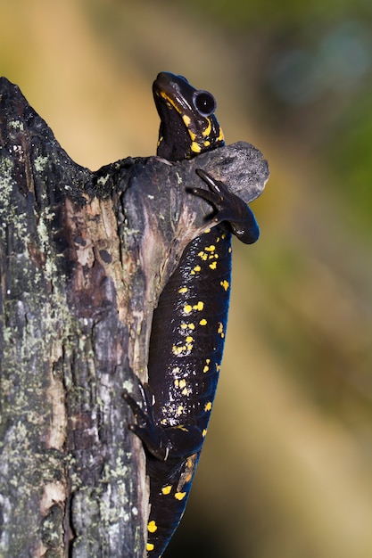 Foto salamandra de fuego