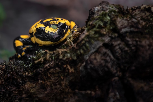 Foto salamandra de fuego