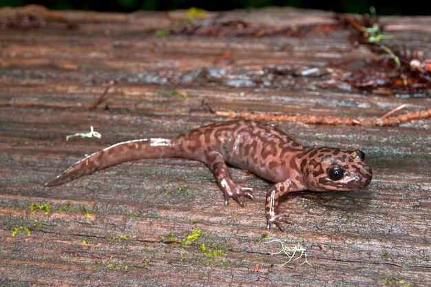 Foto salamandra gigante