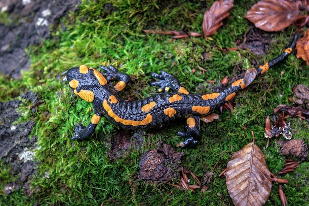 Salamandra manchada de fuego caminando sobre el musgo verde en el bosque