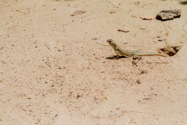 La salamandra se mantiene erguida