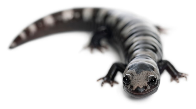 Salamandra marmoreada (Ambystoma opacum)