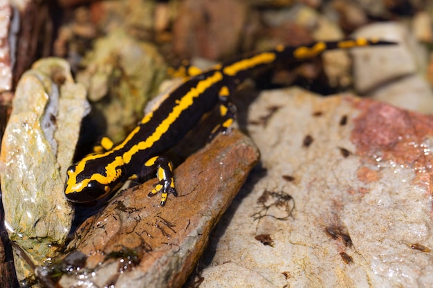 salamandra na água em pedras. Biodiversidade e conservação do habitat de anfíbios.