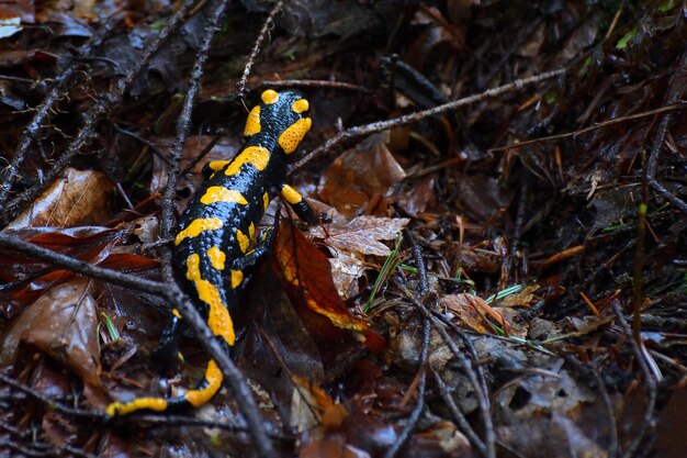 Foto salamandra negra y amarilla