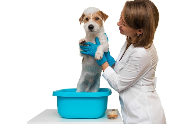 Salão de higiene pessoal. Uma garota de jaleco branco e luvas lava um cachorro Jack Russell Terrier em uma bacia azul. Isolado em um fundo branco.