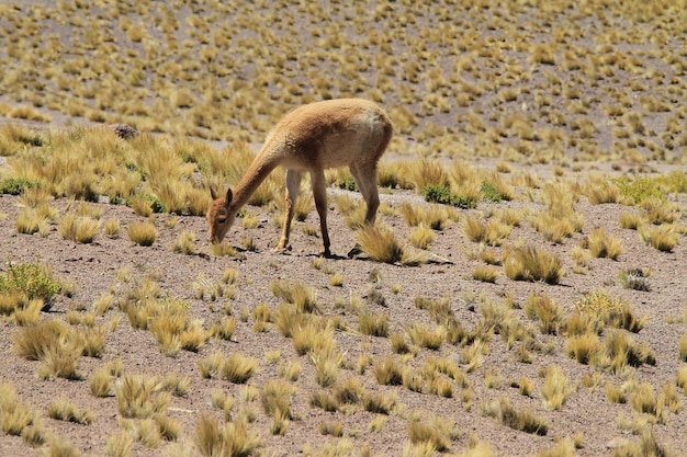 salar de atacama chile