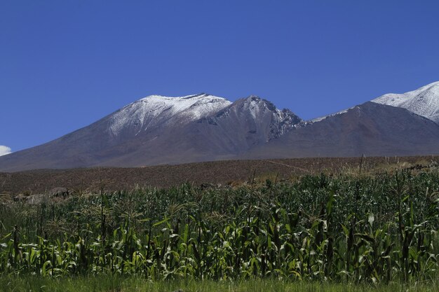 salar de atacama chile